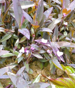 小众送妈妈的花有哪些花