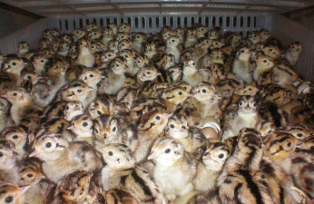 小众送妈妈的花有哪些花