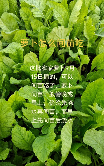 怎么种植咸菜