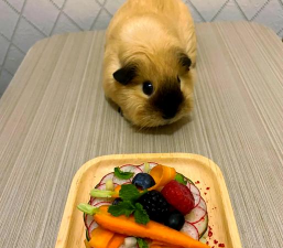 小众送妈妈的花有哪些花