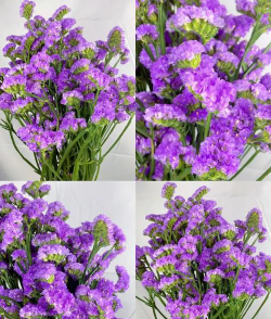 勿忘我品种有什么