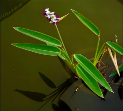 小众送妈妈的花有哪些花