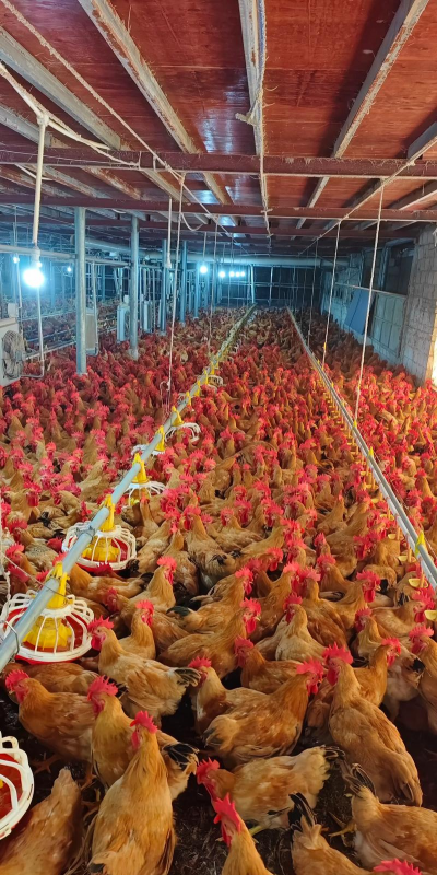 小众送妈妈的花有哪些花