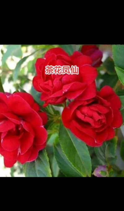 小众送妈妈的花有哪些花