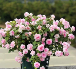 水梅花和凤仙花的区别