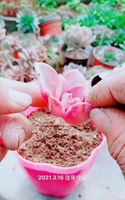 小众送妈妈的花有哪些花