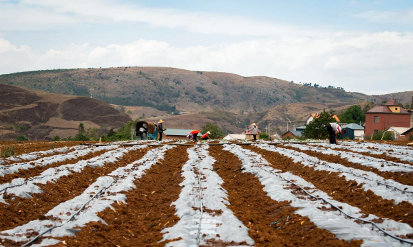 小众送妈妈的花有哪些花
