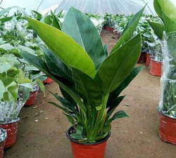 小众送妈妈的花有哪些花