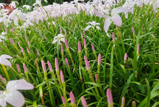 小众送妈妈的花有哪些花