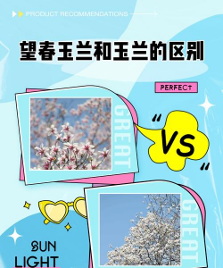 望春玉兰和玉兰的区别