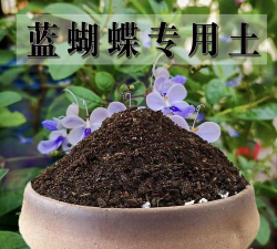 小众送妈妈的花有哪些花