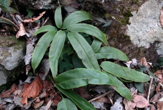 小众送妈妈的花有哪些花