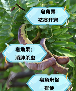 怎么种植皂荚