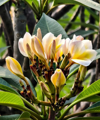 小众送妈妈的花有哪些花