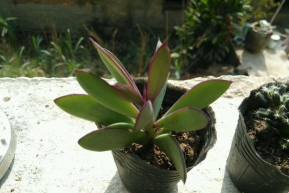 小众送妈妈的花有哪些花