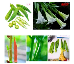 小众送妈妈的花有哪些花