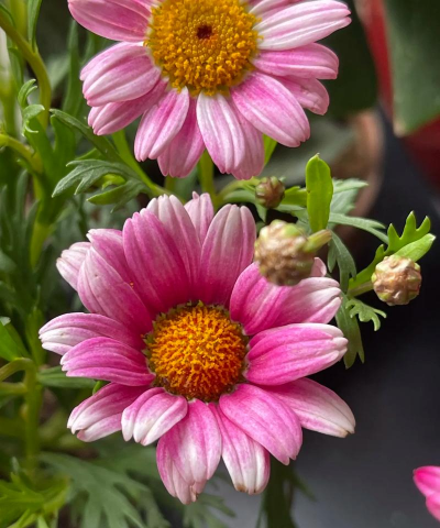 小众送妈妈的花有哪些花