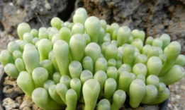 小众送妈妈的花有哪些花