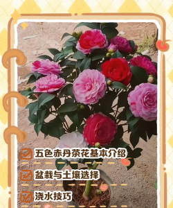 小众送妈妈的花有哪些花