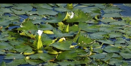 小众送妈妈的花有哪些花