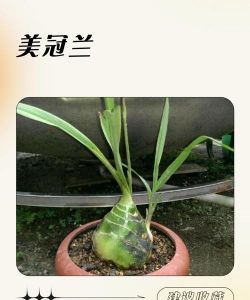 小众送妈妈的花有哪些花