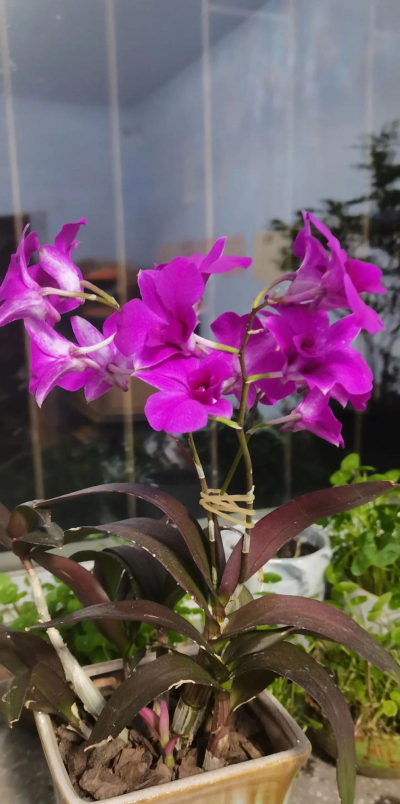 小众送妈妈的花有哪些花