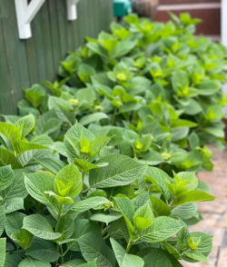 小众送妈妈的花有哪些花