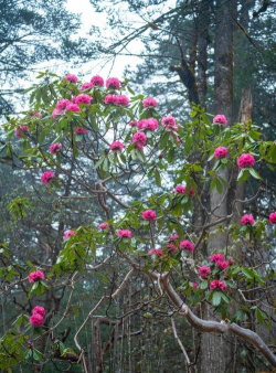墨脱的花有哪些