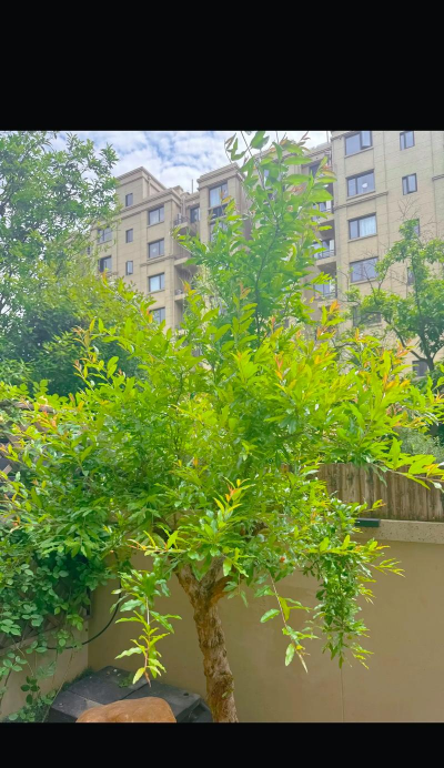 小众送妈妈的花有哪些花