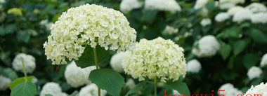 小众送妈妈的花有哪些花