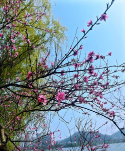 西湖里有哪些花