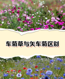 矢车菊和雏菊的区别