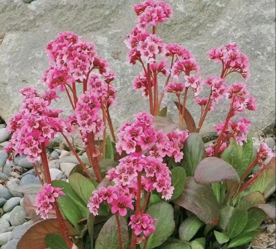 小众送妈妈的花有哪些花