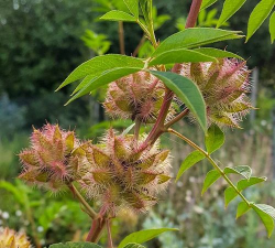 甘草种植种子怎么种植的