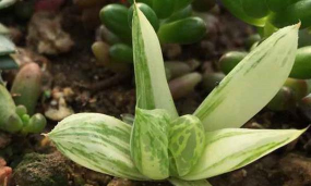 小众送妈妈的花有哪些花