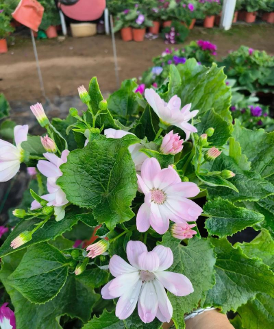 瓜叶菊冬天能开吗