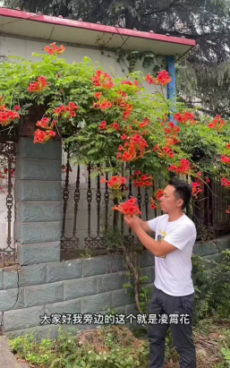 小众送妈妈的花有哪些花