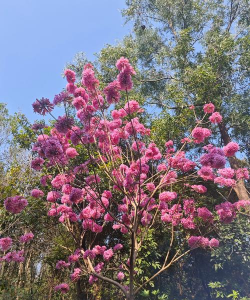 小众送妈妈的花有哪些花