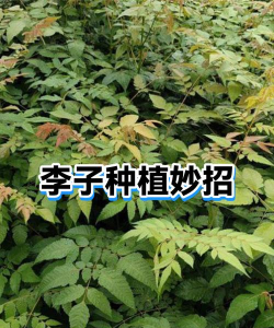 怎么种植李子