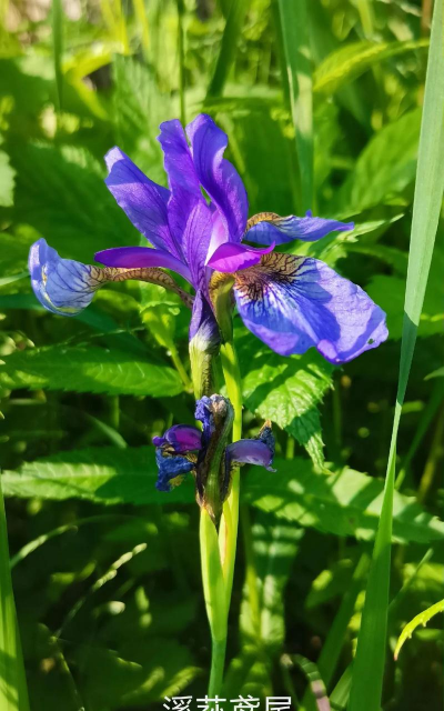 小众送妈妈的花有哪些花