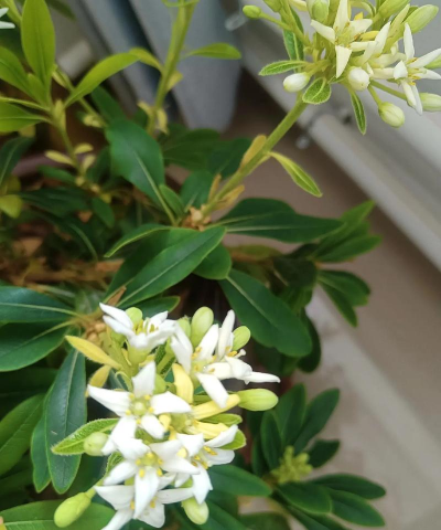 小众送妈妈的花有哪些花