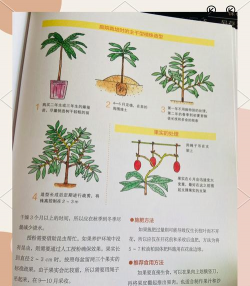 小众送妈妈的花有哪些花