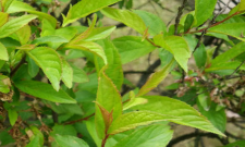 郁李和榆叶梅的区别