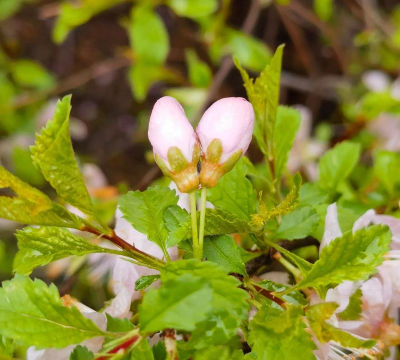 毛樱桃和榆叶梅的区别