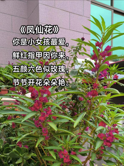 小众送妈妈的花有哪些花