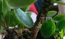 旱金莲与镜面草的区别