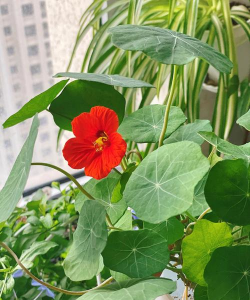 山乌龟和旱金莲的区别