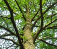 罗汉松和金钱松的区别