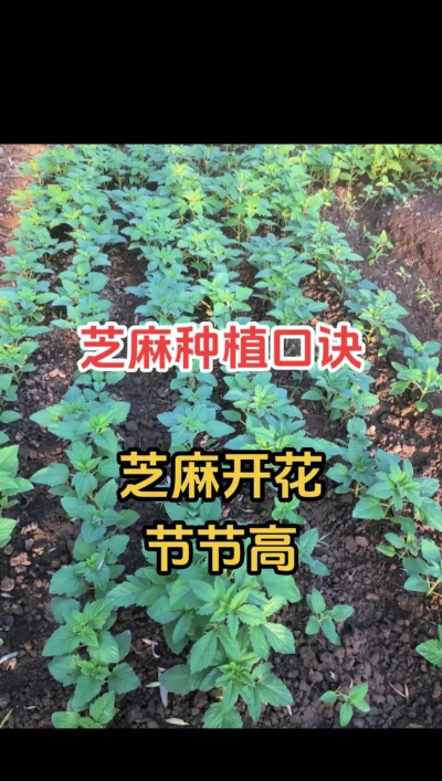 麻怎么种植