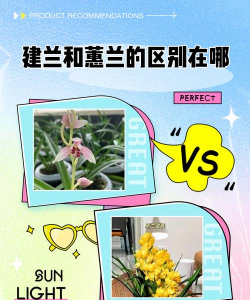 建兰和惠兰的区别 建兰和惠兰的区别